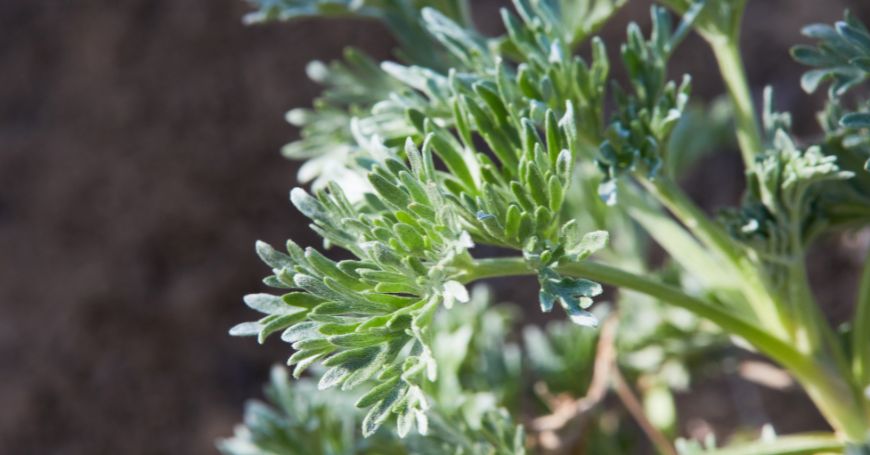 plante d'absinthe